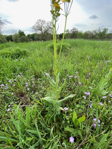 Senecio ampullaceus (Texas ragwort) (alternate view 6)