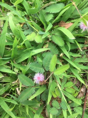 Mimosa pudica (Sensitive Plant)