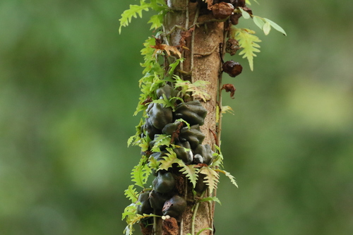 Microgramma (Snakeferns) (alternate view 5)