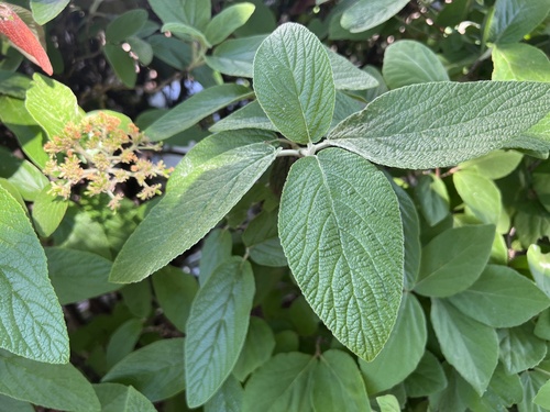 Viburnum × rhytidophylloides (lantanaphyllum viburnum) (alternate view 5)