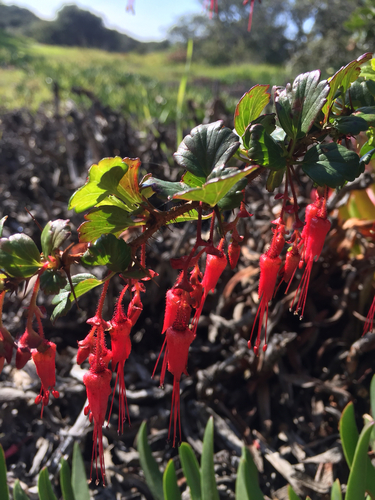 Ribes speciosum (Fuchsiaflower Gooseberry) (alternate view 10)