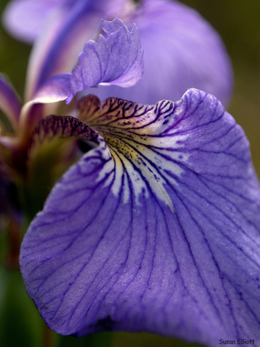Iris setosa (Beachhead Iris)