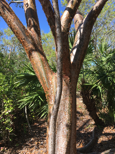 Bursera simaruba (Gumbo Limbo) (alternate view 6)