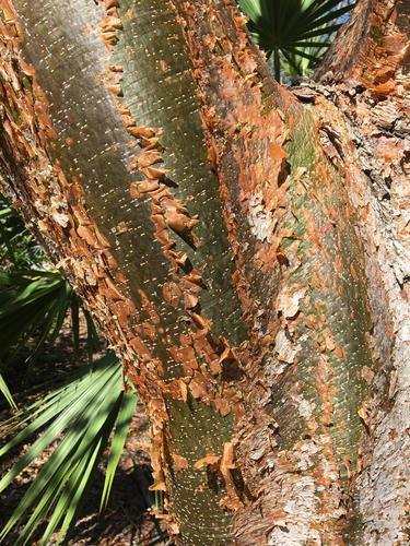 Bursera simaruba (Gumbo Limbo) (alternate view 8)