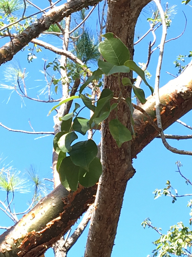 Bursera simaruba (Gumbo Limbo) (alternate view 7)