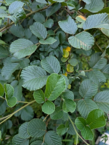 Rubus ellipticus (Golden Raspberry) (alternate view 3)