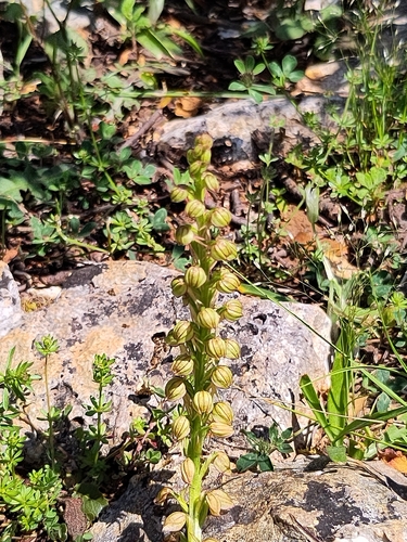 Orchis anthropophora (Man Orchid) (alternate view 4)