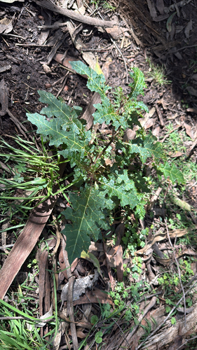 Solanum prinophyllum (Forest Nightshade) (alternate view 5)