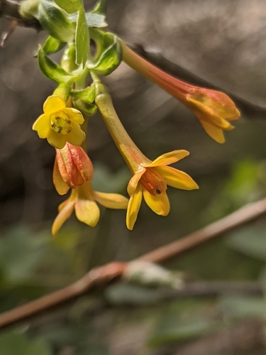 Ribes aureum (Golden Currant) (alternate view 3)
