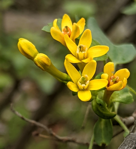 Ribes aureum (Golden Currant) (alternate view 2)