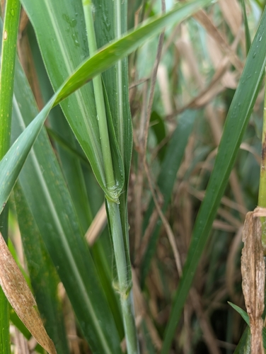 Megathyrsus maximus (Guinea Grass) (alternate view 8)