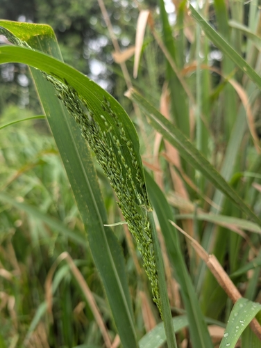 Megathyrsus maximus (Guinea Grass) (alternate view 9)