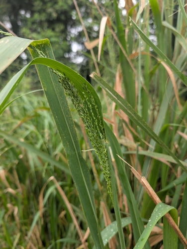 Megathyrsus maximus (Guinea Grass) (alternate view 10)
