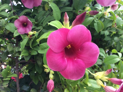 Allamanda (alternate view 13)
