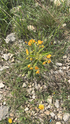 Senna roemeriana (Two-leaved Senna) (alternate view 5)
