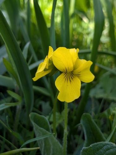 Viola praemorsa (Prairie Violet)