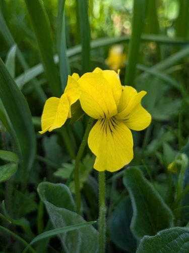 Viola praemorsa (Prairie Violet) (alternate view 2)