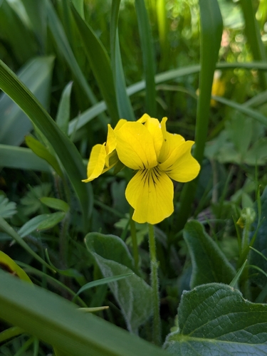 Viola praemorsa (Prairie Violet) (alternate view 3)