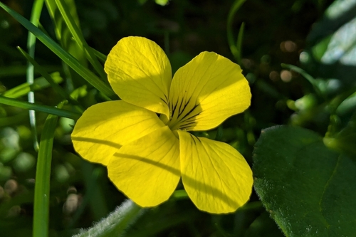Viola praemorsa (Prairie Violet) (alternate view 4)