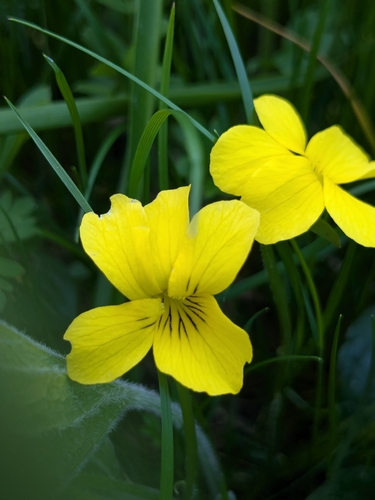 Viola praemorsa (Prairie Violet) (alternate view 5)