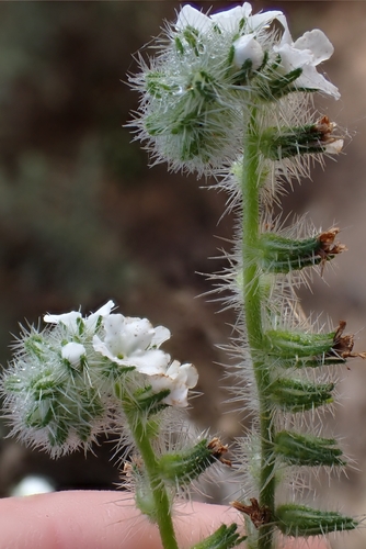 Cryptantha intermedia (Clearwater cryptantha)