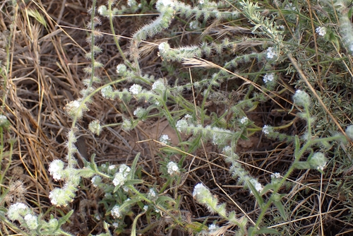 Cryptantha intermedia (Clearwater cryptantha) (alternate view 2)