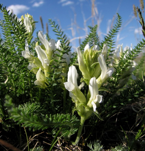 Oxytropis (Locoweed) (alternate view 8)