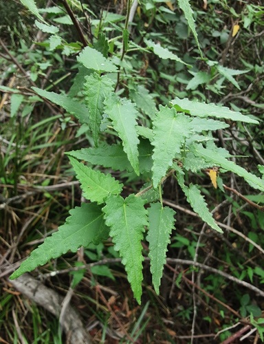 Gynatrix pulchella (Hemp Bush) (alternate view 3)