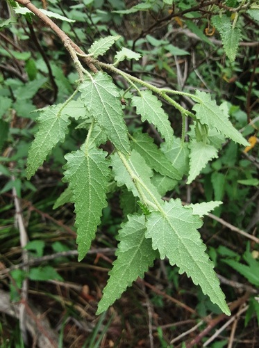 Gynatrix pulchella (Hemp Bush) (alternate view 4)