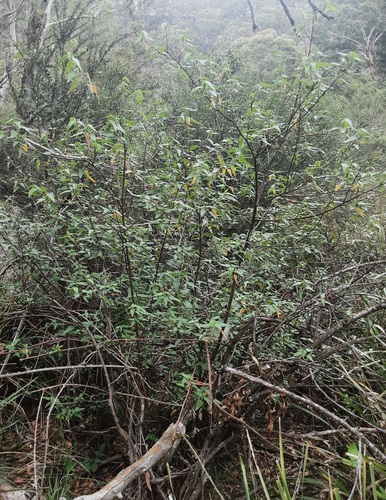 Gynatrix pulchella (Hemp Bush) (alternate view 5)
