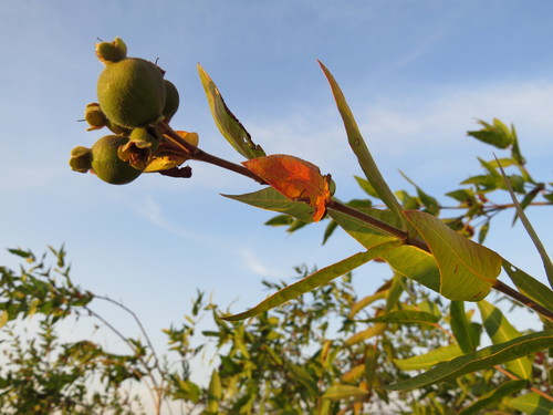 Psidium (guavas) (alternate view 3)