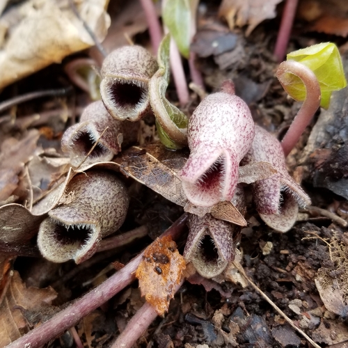 Asarum arifolium (Little Brown Jugs) (alternate view 3)
