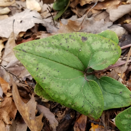 Asarum arifolium (Little Brown Jugs) (alternate view 4)