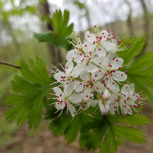 Crataegus marshallii (parsley hawthorn) (alternate view 4)