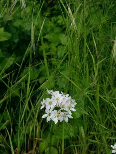 Triteleia hyacinthina (White Brodiaea) (alternate view 3)