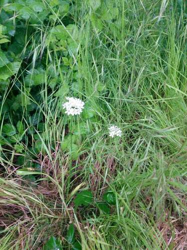 Triteleia hyacinthina (White Brodiaea) (alternate view 4)