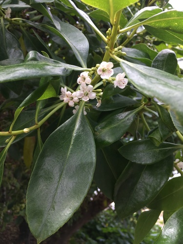 Myoporum insulare (common boobialla) (alternate view 6)