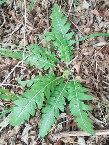 Engelmannia peristenia (Engelmann daisy) (alternate view 5)