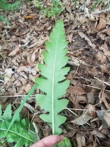 Engelmannia peristenia (Engelmann daisy) (alternate view 6)