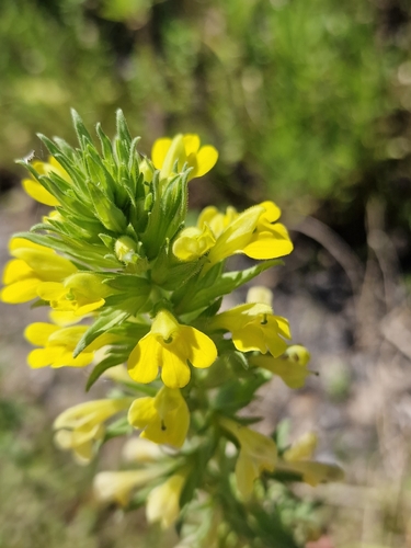 Bellardia viscosa (Yellow Glandweed) (alternate view 3)