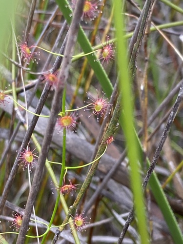 Drosera pallida (Pale Rainbow) (alternate view 5)