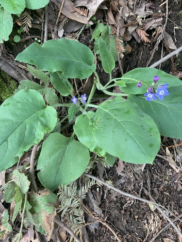 Adelinia grandis (Pacific hound's tongue) (alternate view 2)