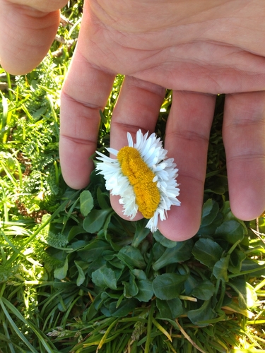 Bellis perennis (Lawn daisy)