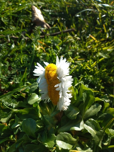 Bellis perennis (Lawn daisy)