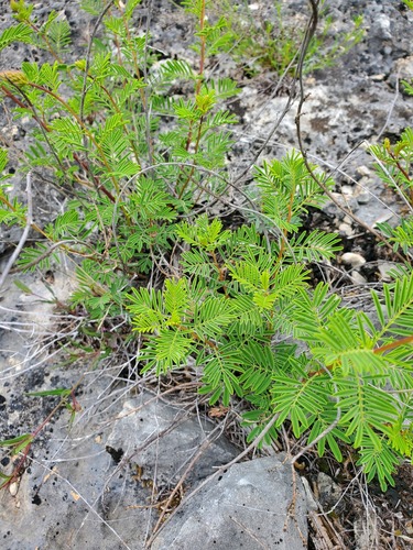 Dalea (prairie clovers) (alternate view 8)