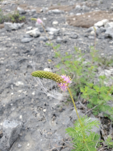 Dalea (prairie clovers) (alternate view 7)