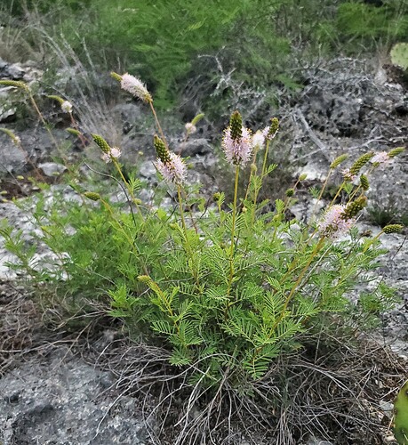 Dalea (prairie clovers) (alternate view 5)