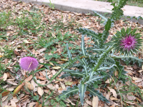 Carduus nutans (musk thistle)