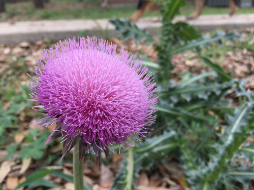Carduus nutans (musk thistle)