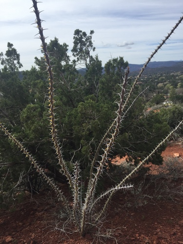 Fouquieria splendens (ocotillo)